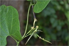 Aristolochia tagala